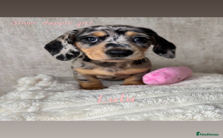 Miniature Dachshund dogs - Advert 2