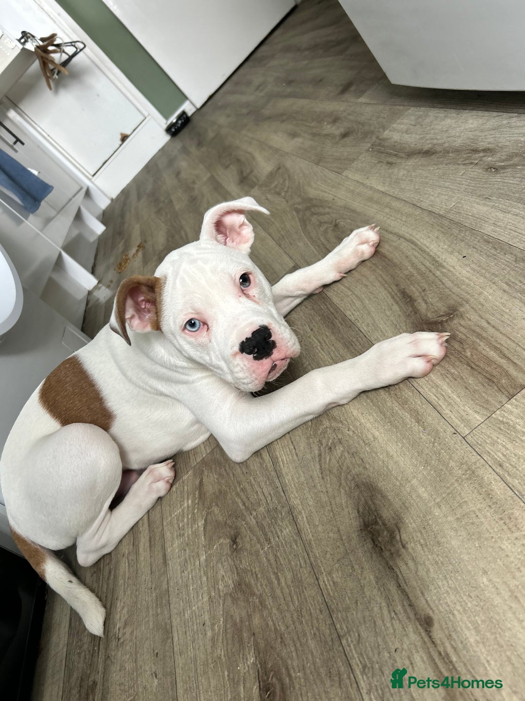 Mixed Breed dogs for sale: Dexter  - Image 4
