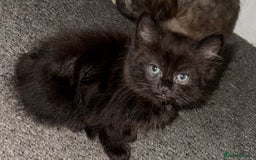 Mixed Breed cats for sale: Friendly and playful kittens  - Image 3