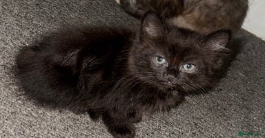 Mixed Breed cats - Advert 9