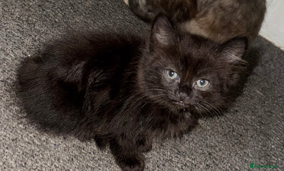 Mixed Breed cats for sale: Friendly and playful kittens  - Image 3