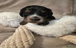 Cockapoo dogs for sale: •F1B Cockapoo Pups - Black & Tan - Ready 19th Dec• - Image 9