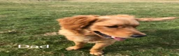 Golden Retriever dogs for sale: Kc fox red, golden & white golden-retriever puppys - Advert 4