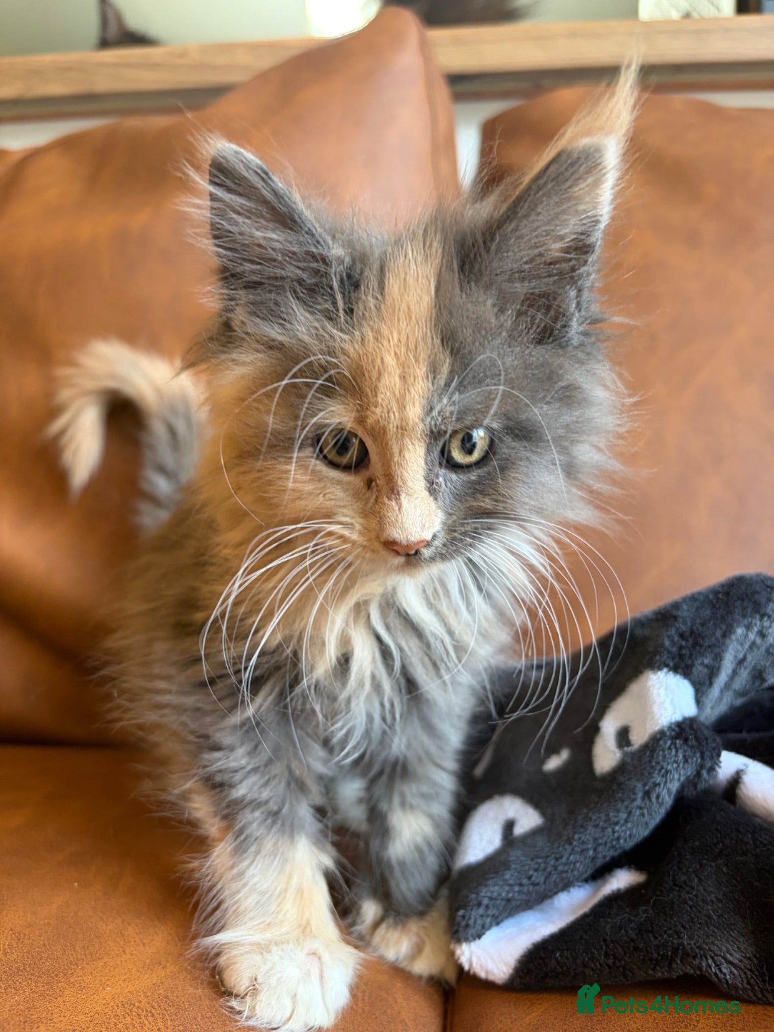 Maine Coon cats Gorgeous ChampionRussian line XL Mainecoon kittens - Advert 2