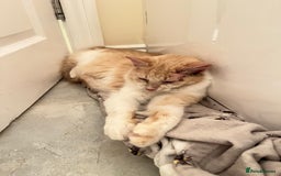 Domestic Shorthair cats for sale: Cream and white longhair cat  - Image 9
