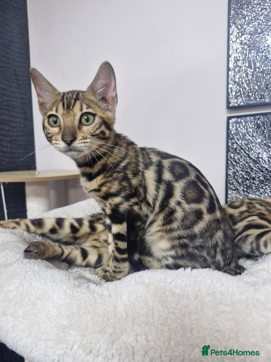 Bengal cats for sale: READY REDUCED TICA Genetic/Health Tested Bengals - Image 5