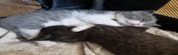 British Shorthair cats for sale: Beautiful blue little girl  - Advert 23