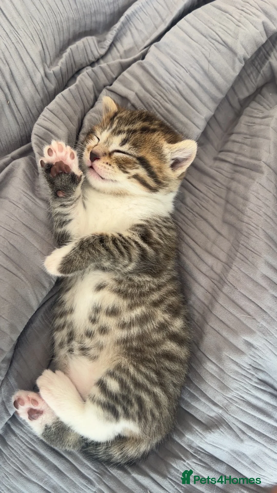 Mixed Breed cats for sale: 3 lovely little kittens  - Advert 21