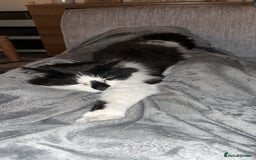 Domestic Shorthair cats for sale: Jesse - male 7 years old - Advert 4
