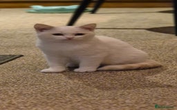 Mixed Breed cats for sale: Beautiful maincoon x bsh - Image 9