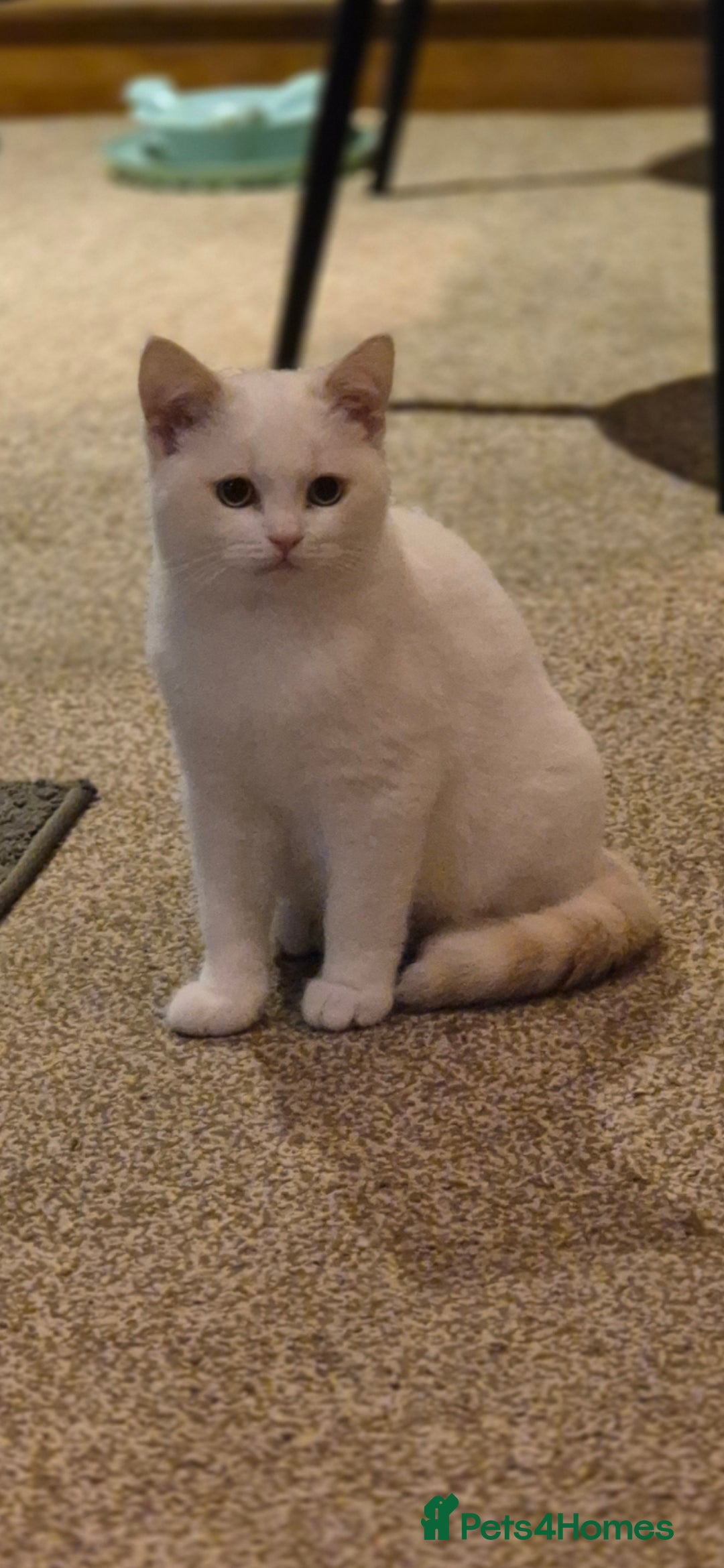 Mixed Breed cats for sale: Beautiful maincoon x bsh - Image 9