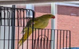 Ringnecks birds for sale: ​For Sale: Young Lutino Indian Ringneck - Image 5