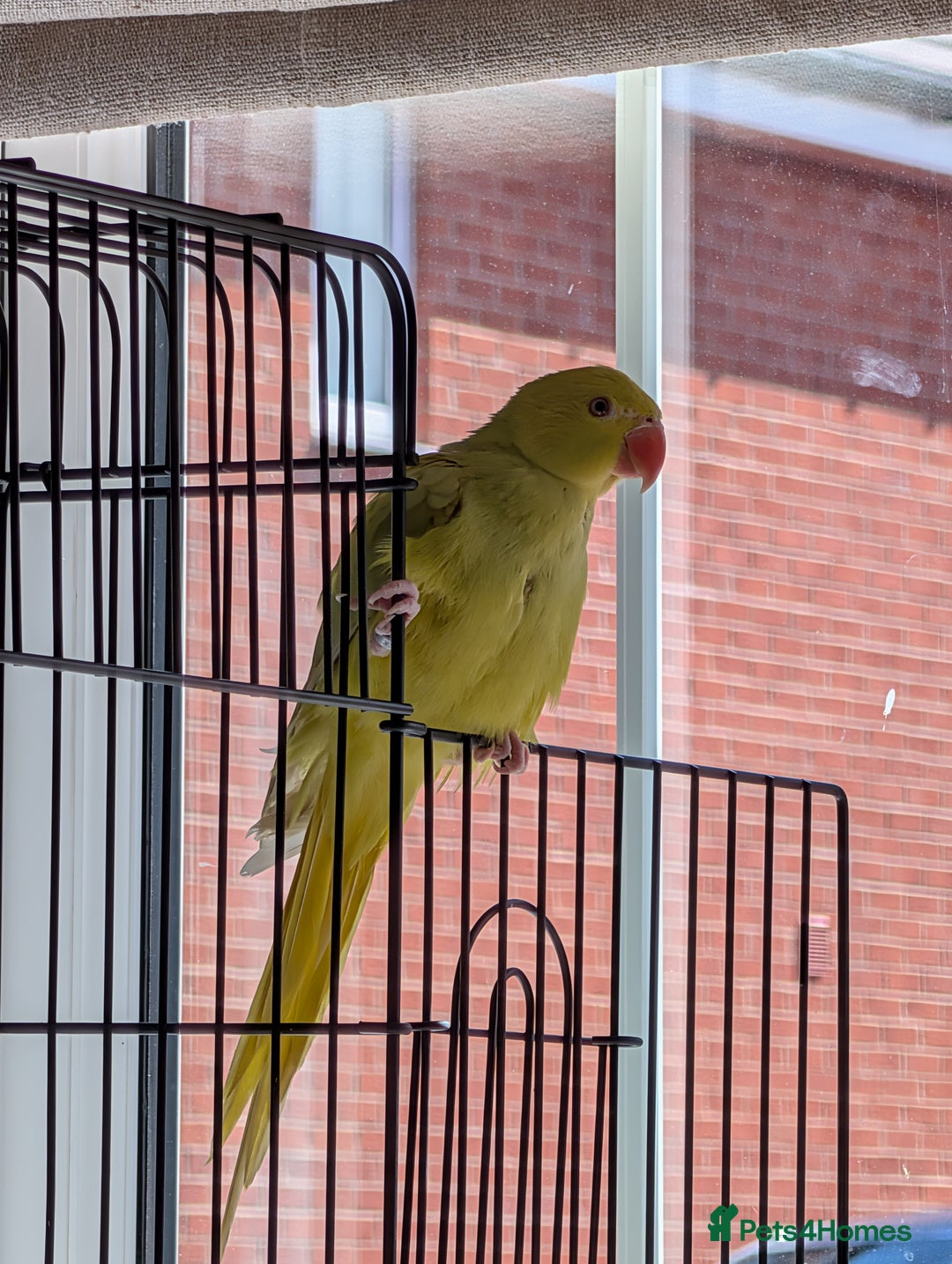 Ringnecks birds for sale: ​For Sale: Young Lutino Indian Ringneck - Image 5