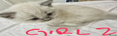 Ragdoll 3