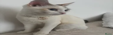Ragdoll 2