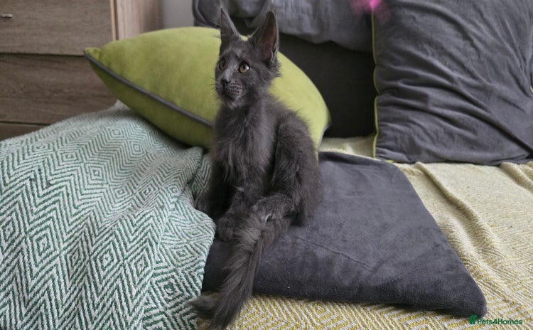 Maine Coon cats - Advert 8