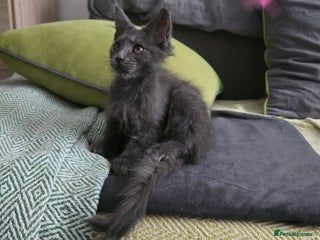 Maine Coon cats - Advert 19