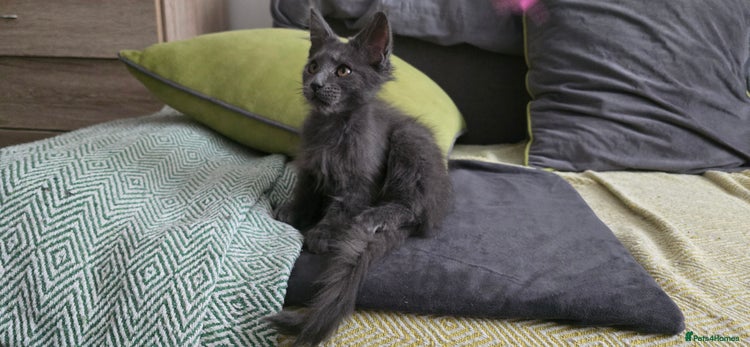 Maine Coon cats - Advert 1