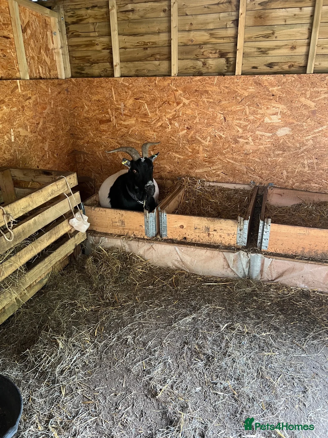 Goats livestock for sale: Goats for sale  in Rugby - Advert 2