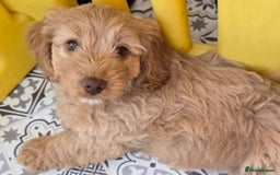 Cockapoo dogs for sale: F1B Cockapoo puppies - Image 3