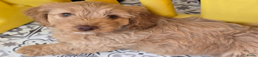 Cockapoo Puppy pink collar