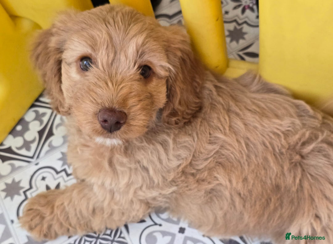 Cockapoo dogs for sale: F1B Cockapoo puppies - Image 3