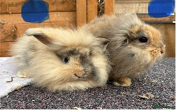 Mini Lop rabbits for sale: Male baby rabbits ready to go now  - Image 3