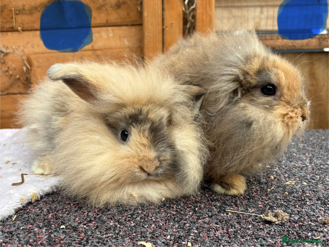 Mini Lop rabbits for sale: Male baby rabbits ready to go now  - Image 3