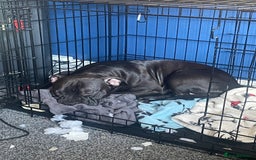 Staffordshire Bull Terrier dogs for stud: Dodger for stud! - Image 3