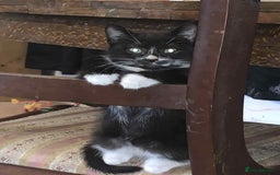 Mixed Breed cats for sale: Gorgeous pair of brothers - Image 4