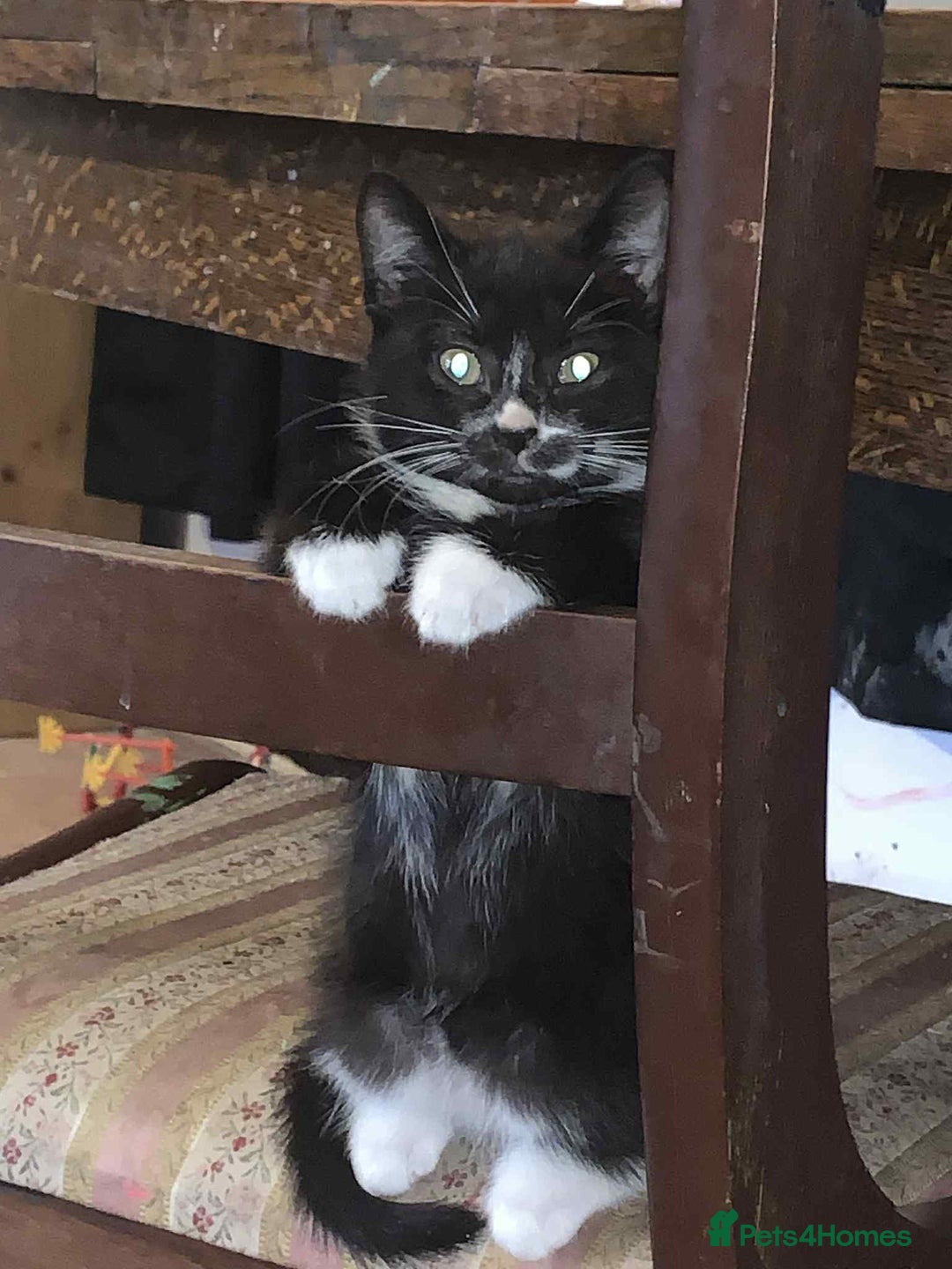 Mixed Breed cats for sale: Gorgeous pair of brothers - Image 4