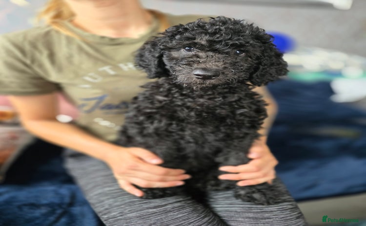 Goldendoodle dogs - Advert 4