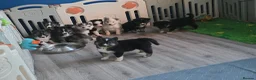 Siberian Husky dogs for sale: Yakutian Laika puppies  - Advert 1