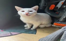 Mixed Breed cats for sale: Adorable Kittens ready for their new forever home  - Image 9