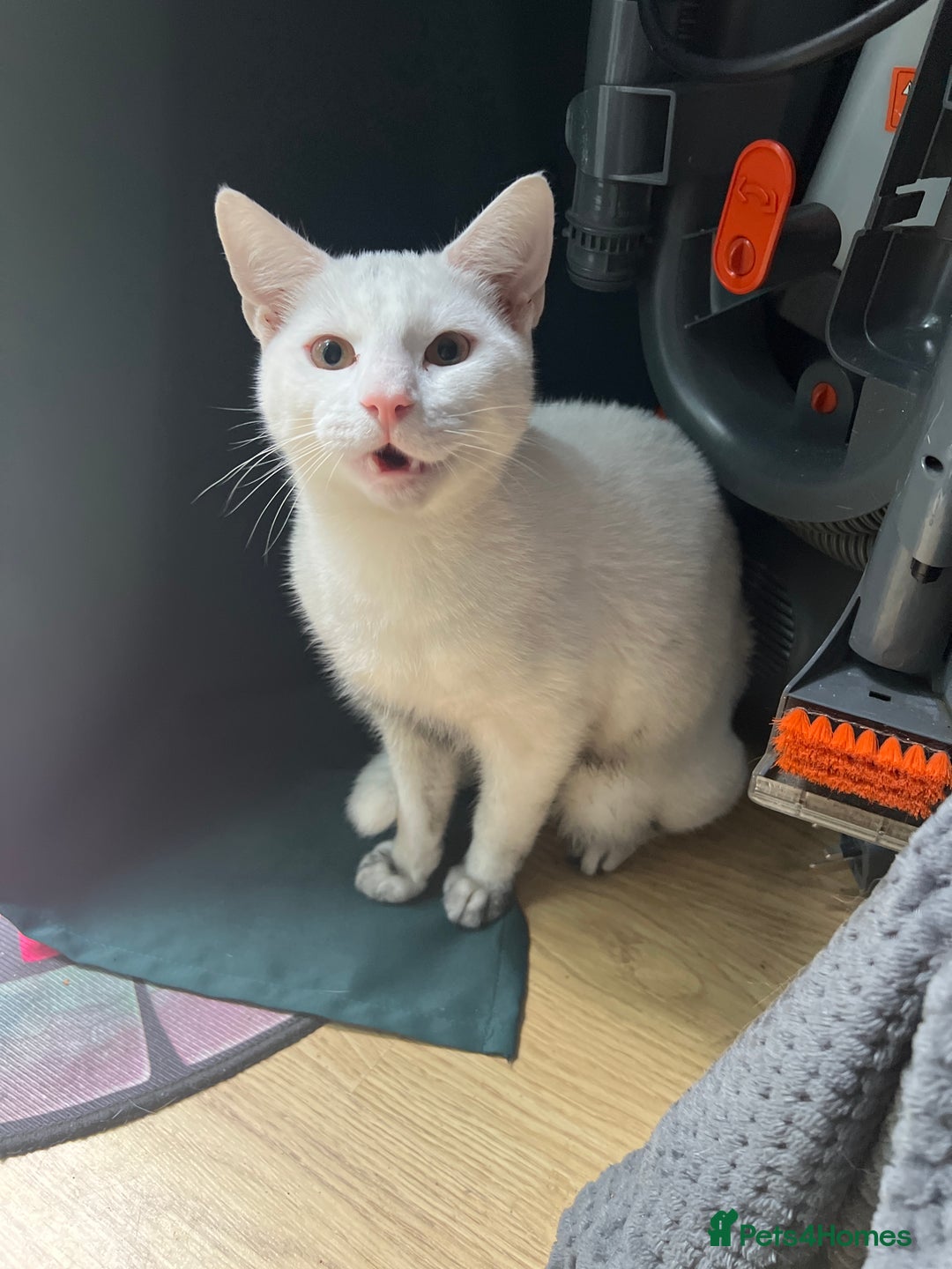 Mixed Breed cats for sale: Adorable Kittens ready for their new forever home  - Image 9