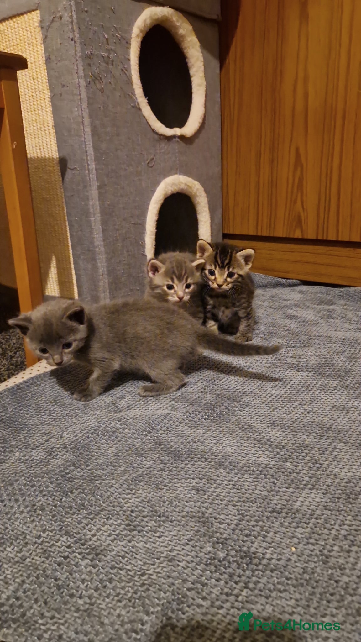 Ragdoll cats ready  - Advert 4