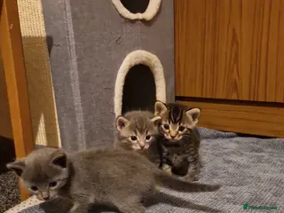 Ragdoll cats ready - Advert 2