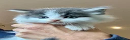 Mixed Breed cats for sale: Maine coon cross kittens stunning babies ready now - Advert 20