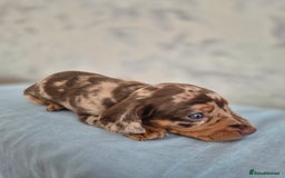 Dachshund dogs for sale: Miniature dachshund puppies PRA CLR - Image 18