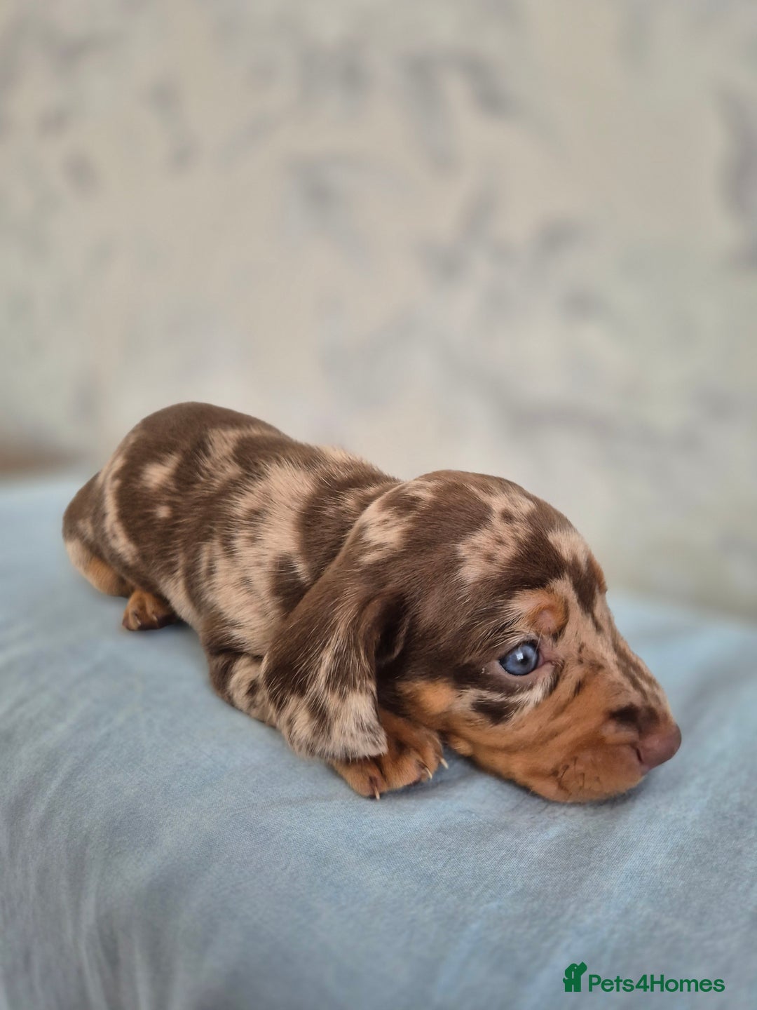 Dachshund dogs for sale: Miniature dachshund puppies PRA CLR - Image 18