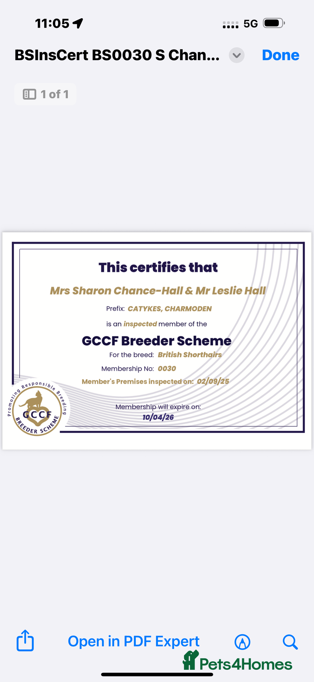 Brazilian Shorthair cats for sale: British shorthair  - Advert 9