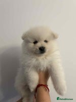 Pomeranian dogs Pomeranian Puppy - Advert 3