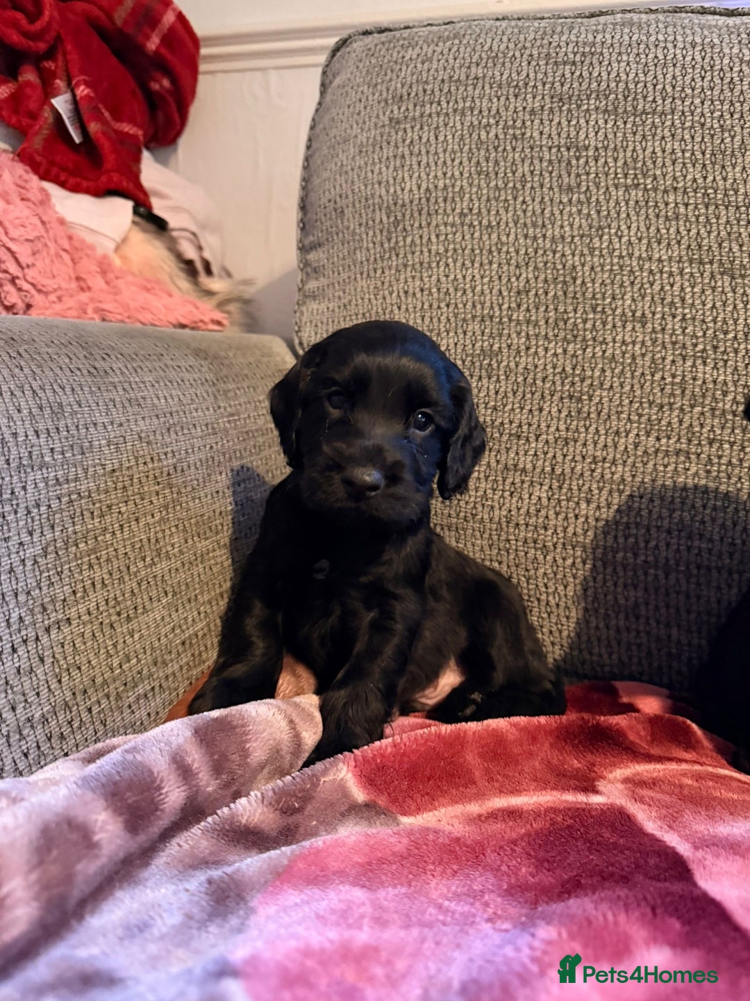 Cocker Spaniel dogs for sale: KC Registered Cocker Spaniel Puppies - Advert 4
