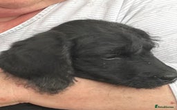Labradoodle dogs for sale: Ready to go! Fantastic F1 Labradoodles (black) - Image 39
