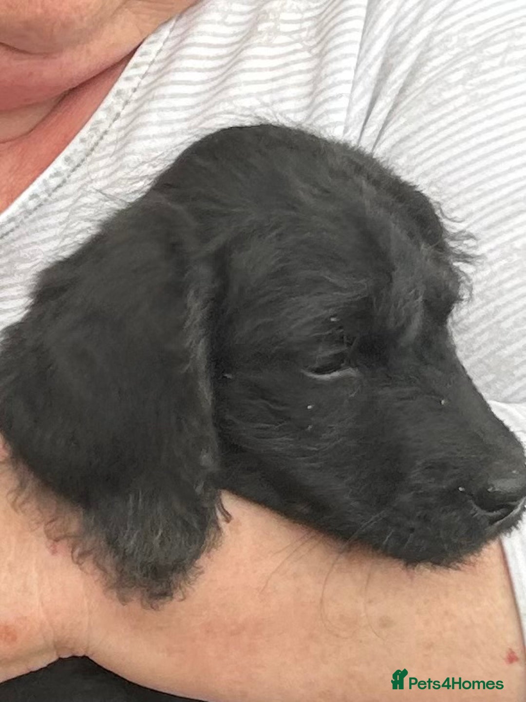 Labradoodle dogs for sale: Ready to go! Fantastic F1 Labradoodles (black) - Image 39