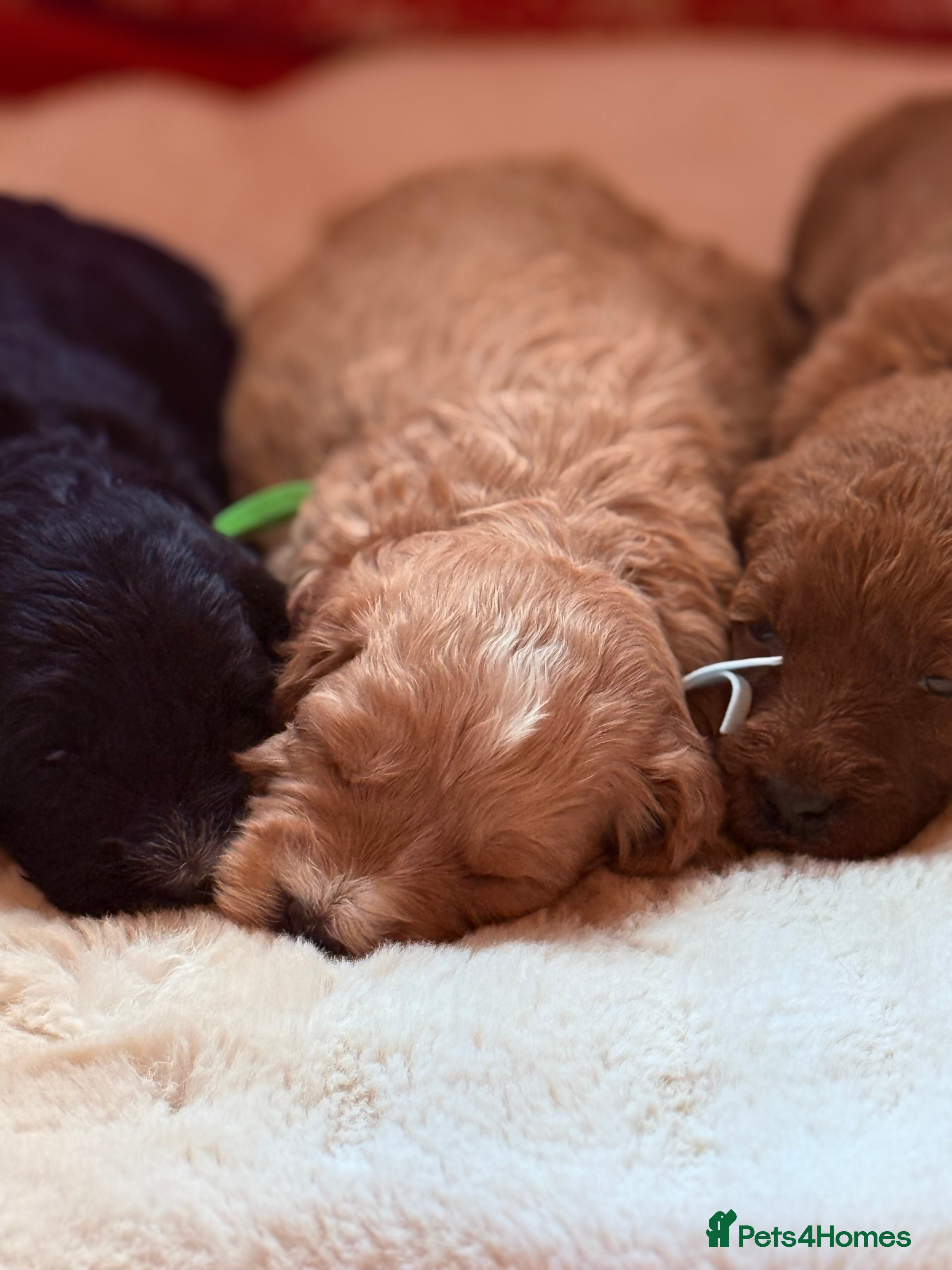 Labradoodle dogs Australian labradoodles  - Advert 3