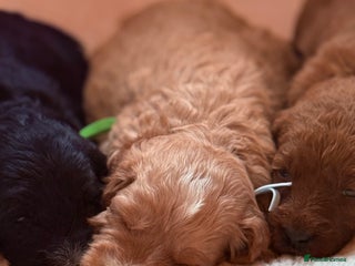 Labradoodle dogs Australian labradoodles - Advert 3