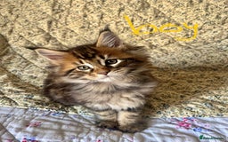 Maine Coon cats for sale: Full Maine Coon Kittens - Image 9