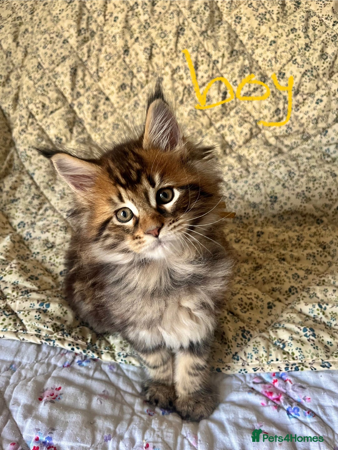 Maine Coon cats for sale: Full Maine Coon Kittens - Image 9