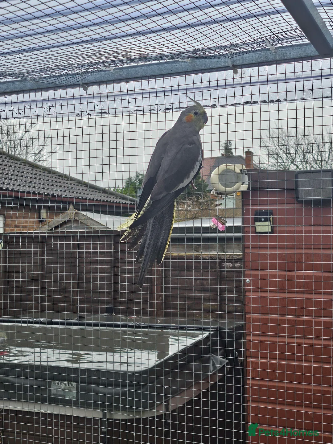 Cockatiels birds for sale: Mixed Cockatiels - Advert 4